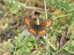 SX27245 Butterfly on flower.jpg